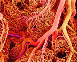 Impact d'une administration systematique de l'adénosine sur la microcirculation lors de la revascularisation d'un syndrome coronaire aigu: une métanalyse de 26 études randomisées ( 5843 patients)